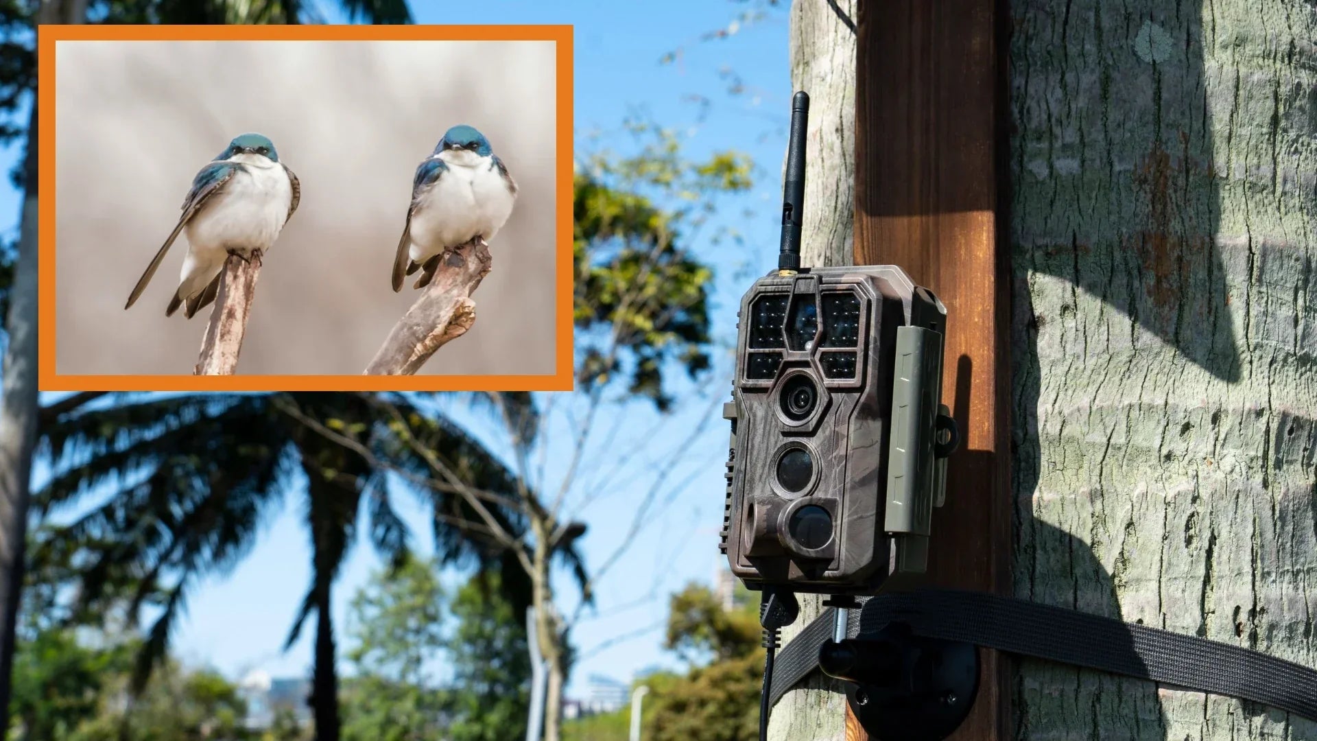 How to Make a Bird Feeder Camera: Easy DIY Guide to Capture Wildlife