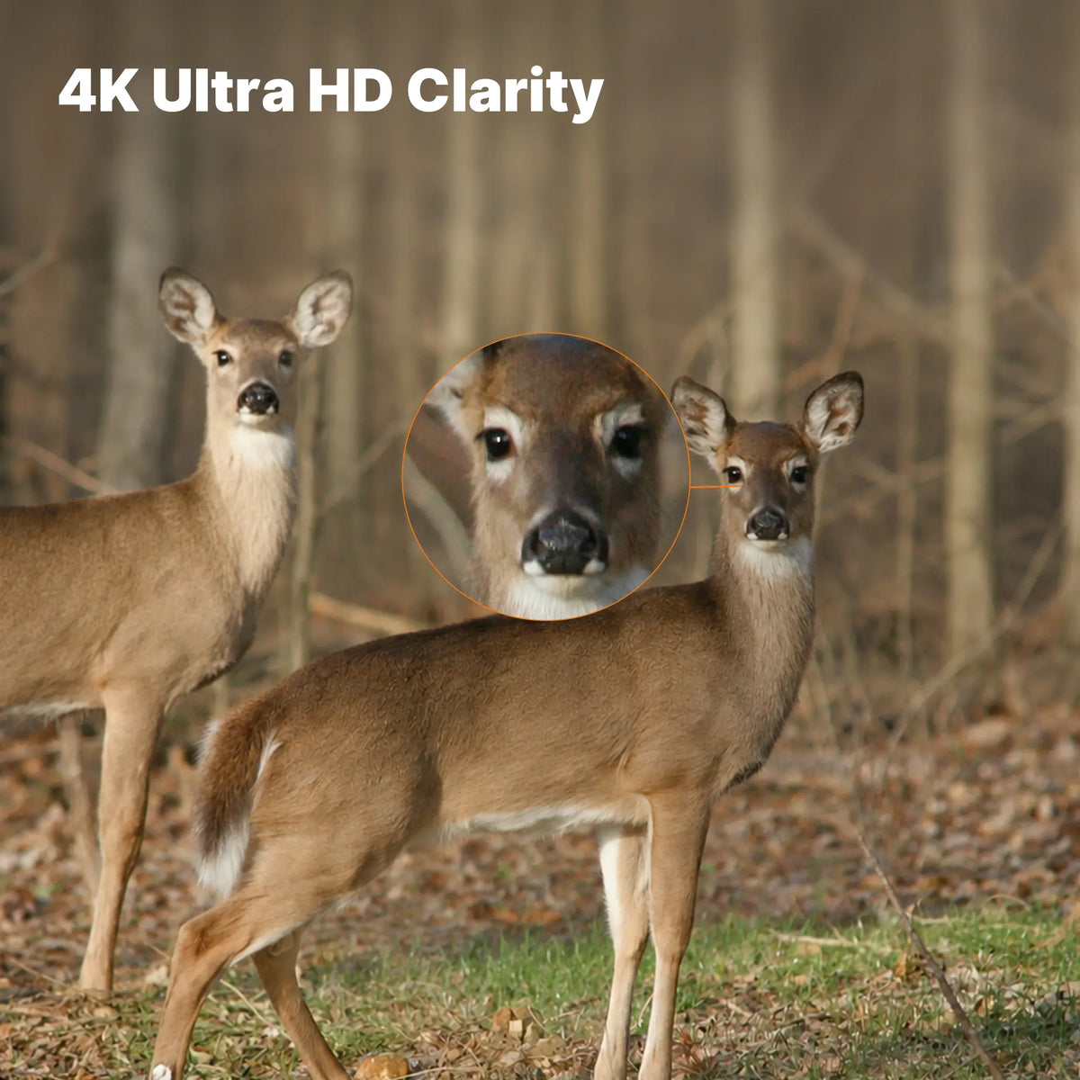 <tc>GardePro</tc> E8 3.0 Pro 4K WLAN-Wildkamera für Zuhause