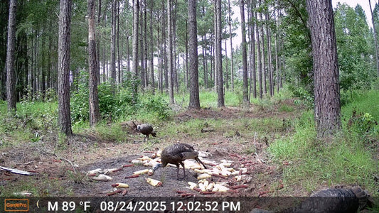 Wild turkeys feed on scattered corn in a pine forest, recorded by a GardePro trail camera
