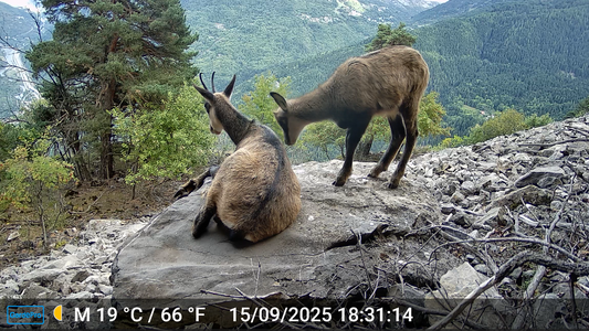 Two chamois interacting on a rocky cliff, captured by a trail camera with a mountain valley in the background