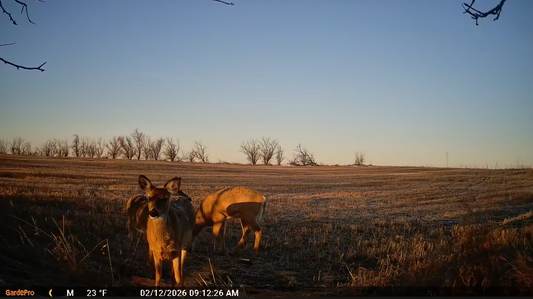 What Affects Trail Camera Image Quality?