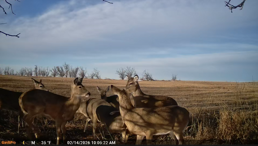 Trail Camera Storage Guide: SD Card, Cloud & Hybrid