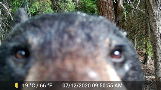 How to Stop Bears From Damaging Trail Cameras