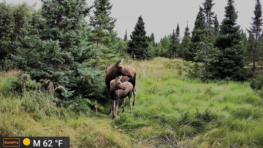 Capture Spring Wildlife with Cellular Trail Cameras
