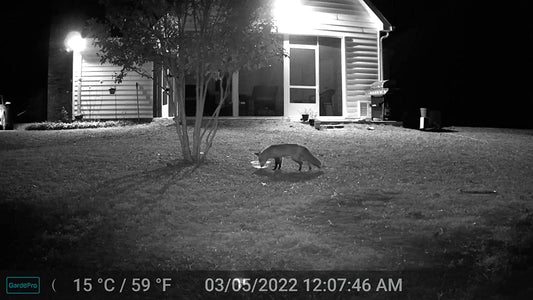 How to Catch Trespassers with Hidden Security Trail Cameras