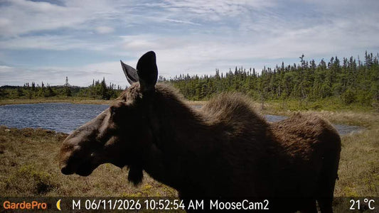 The Best Beginner-Friendly Trail Cameras