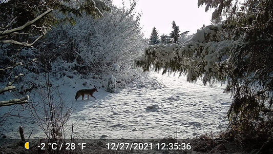 Why Trail Cameras Die Fast in Winter and How to Fix Battery Issues