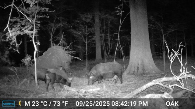 Night-vision capture of wild boars foraging in a forest.