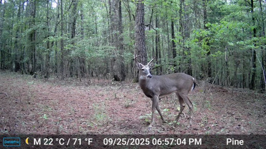 How to Set Up Trail Cameras in Mountain Terrain