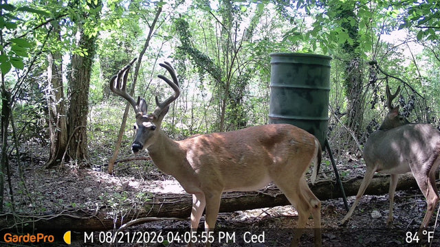 Whitetail Deer Rut Q&A