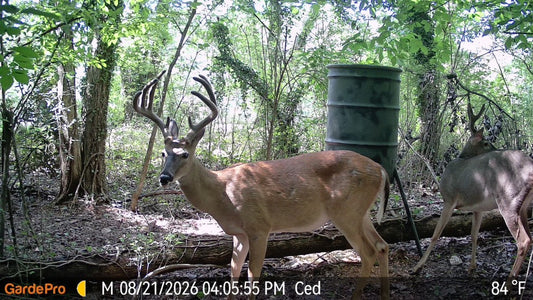 Color daytime trail camera photo of a whitetail buck with big antlers standing near a feeder in the woods.
