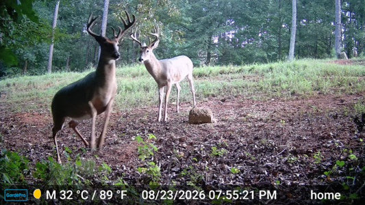 A trail camera captured two male white-tailed deer standing next to salt blocks.