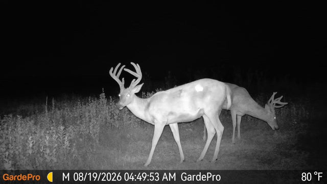 How to Estimate a Buck’s Age and Maturity From Trail Camera Photos