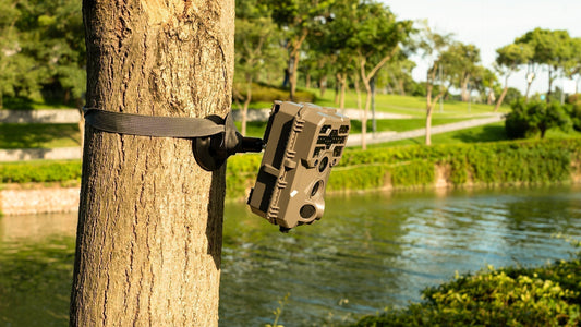 Best non-cellular trail camera 2025 placed in forest for wildlife monitoring