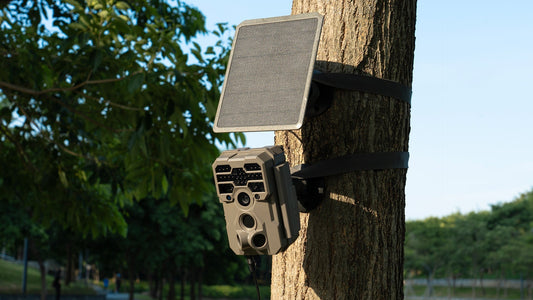 Cheap Trail Cameras vs Big Brands