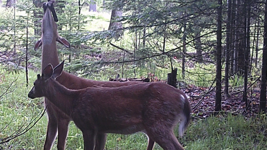 How to Use Mock Licking Branches to Pattern Big Bucks