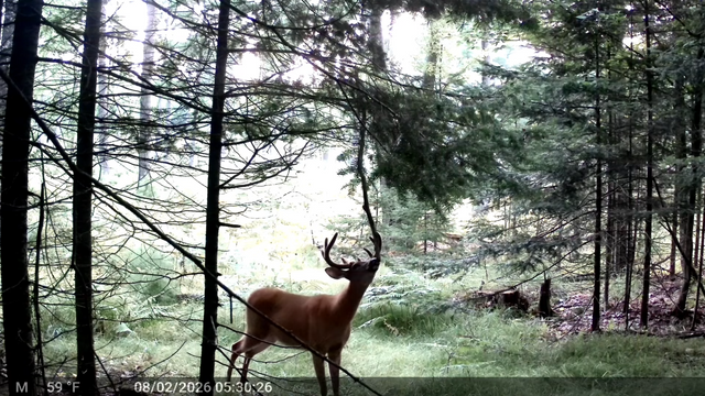 How to Use a Deer Licking Branch for Better Trail Camera Monitoring