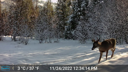 A trail camera records a deer walking through a snow-covered forest on 11/24/2022 at 12:34:14 PM (3°C/37°F).