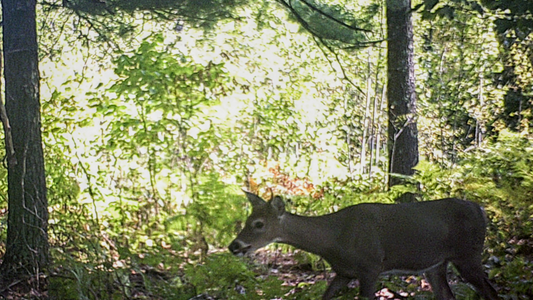 Finding Bucks with Limited Scouting Time
