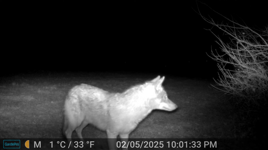 Night-vision capture of a coyote standing in the dark.