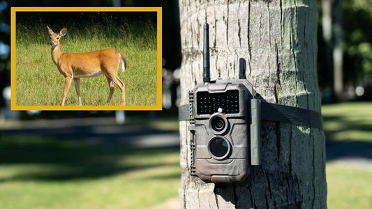 Trail Camera Reviews GardePro E6PMB WiFi Trail Camera