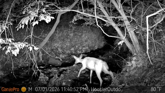 Night-vision capture of a deer walking through a rocky stream in a wooded area.