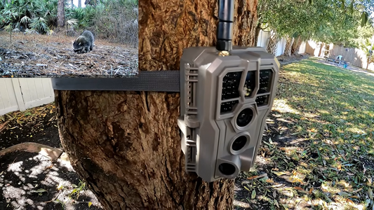 What Happens in Your Backyard? 4 Reasons You Need a Trail Camera