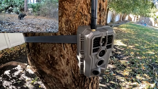 Best No Subscription Trail Cameras in 2026