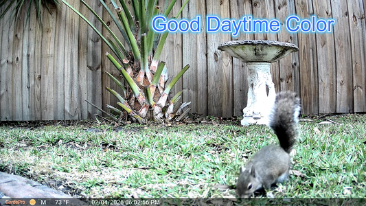 Garden Trail Camera vs Security Camera: Which One Is Better for Your Backyard?