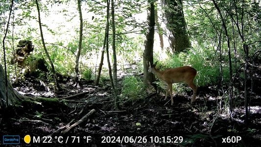 A deer standing in a sunlit forest clearing, surrounded by dense green foliage and dappled light.
