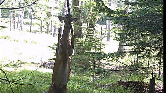Highest Percentage Hunting Strategy