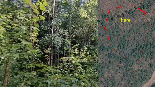 How to Speed Scout Deep Woods for Bucks in 2 Hours