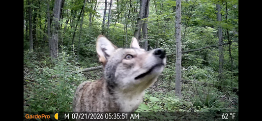 A close-up trail camera shot of a coyote looking upward in a green forest.