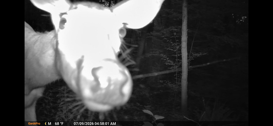 Why Choose a No Glow Night Vision Wildlife Camera for Wildlife Observation?