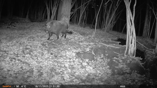 Night-vision capture of a wild boar on leaf-covered ground.