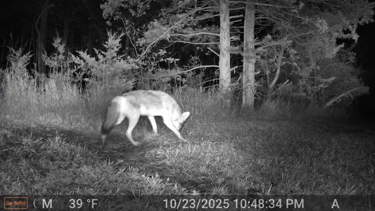 Best Settings for Nighttime Wildlife Photography With a Trail Camera