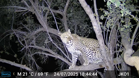 Caught on Camera: South Africa Leopard Sightings & How to Track Them