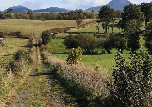 How Many Trail Cameras Do You Need?