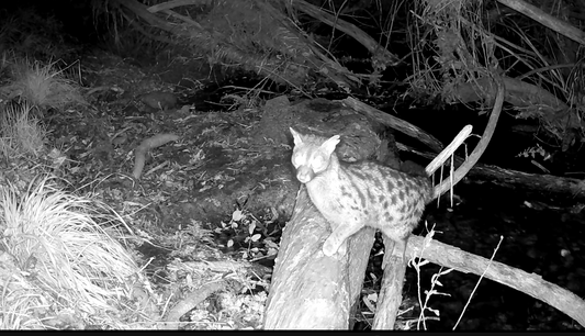 How to Use Log Bridges for Trail Camera Success