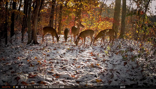 How to Use Trail Cameras for Wildlife Observation & Conservation