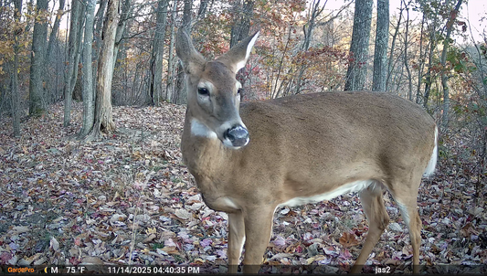 A GardePro trail camera captured a deer in the wild, and it was looking at the screen.