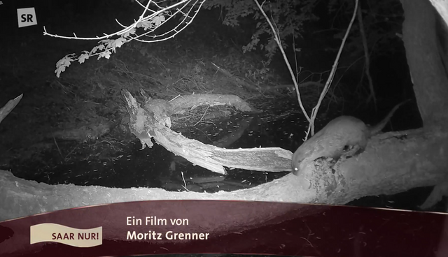 An infrared night vision capture featured on national TV showing an elusive otter climbing on a log by the river.