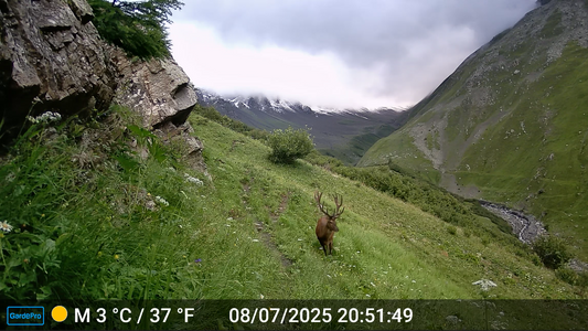 deer captured by a trail camera in a summer mountain valley, near rocky cliffs and a glacial river