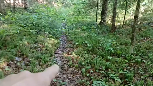 Tips On Reading Deer Trails