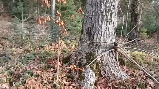 How to Track a Mature Buck to His Bed from a Single Rub