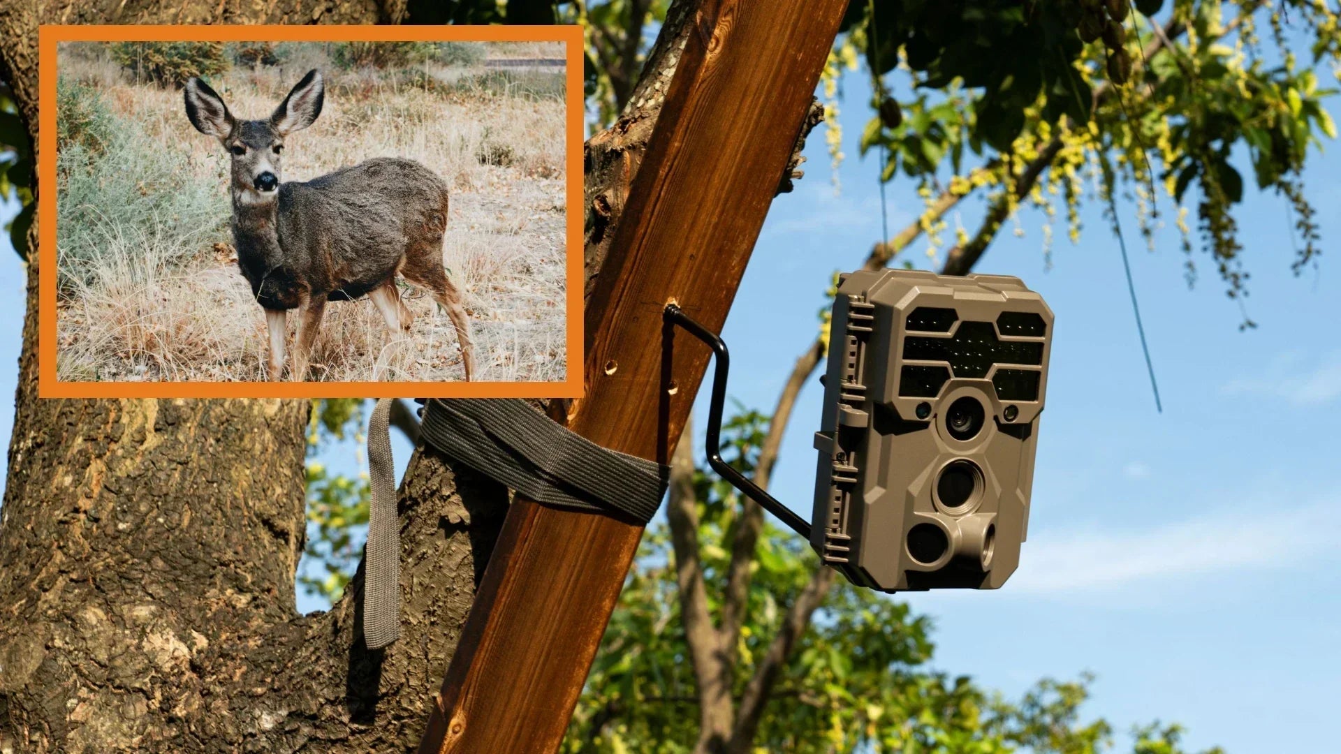 How to Choose and Install the Best Trail Camera Mount