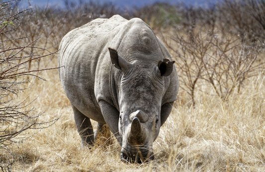 Trail Cameras for Anti-Poaching: How Infrared Surveillance Helps Protect Wildlife
