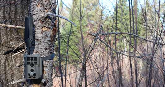 Why Cellular Trail Cameras Use More Battery Than Regular Cameras