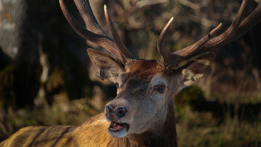 Best Cellular Trail Cameras for Deer Hunting 2026