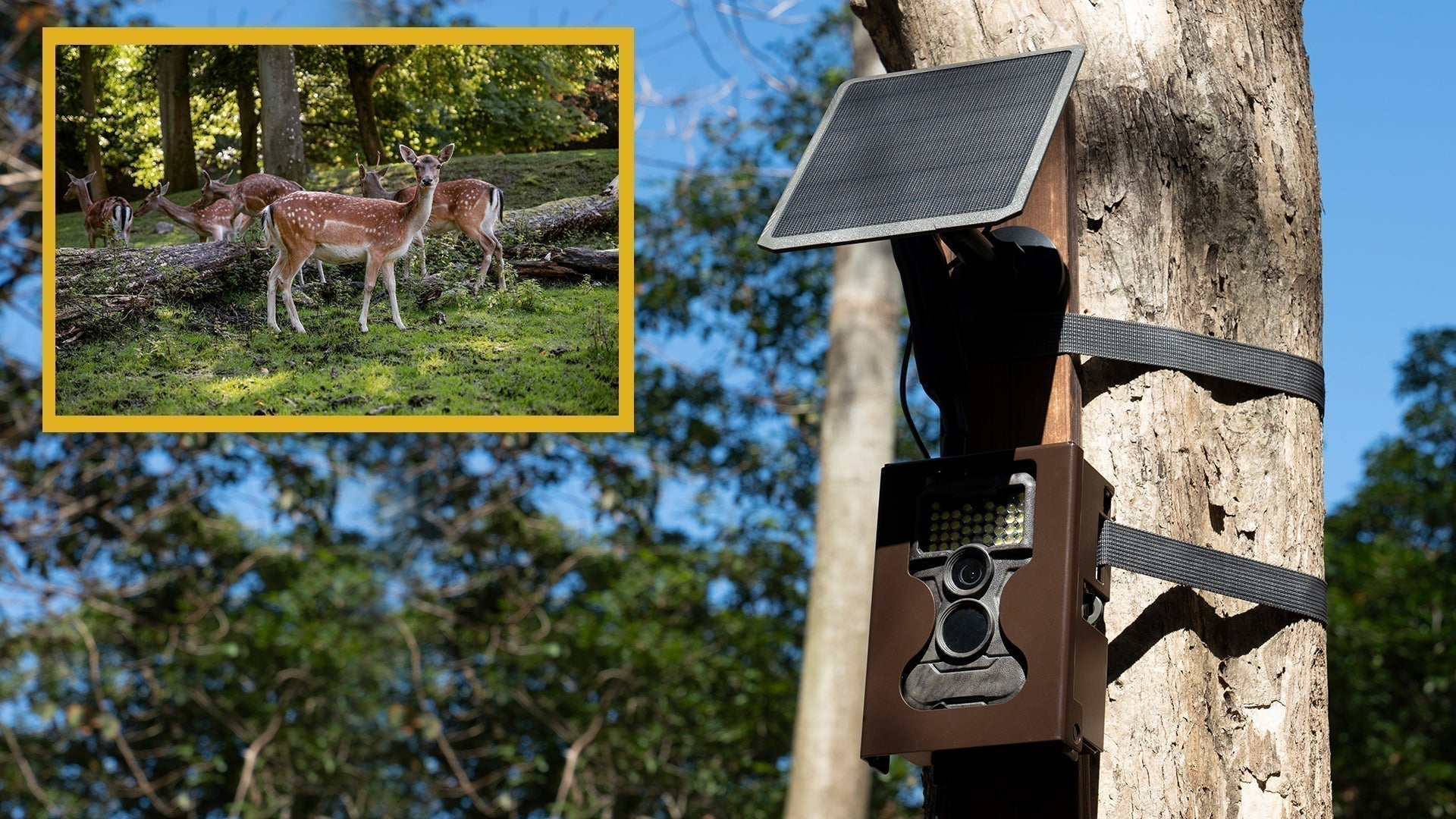 Trail Cameras for Remote Monitoring: Real-Time 4G Tech